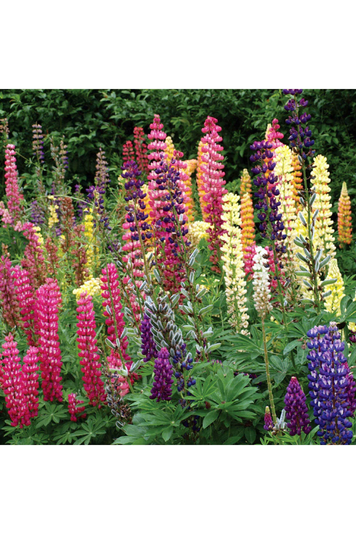50 Adet Acı Bakla Tohumu - Lupin Çiçeği Tohumu Karışık Renk (Lupinus)