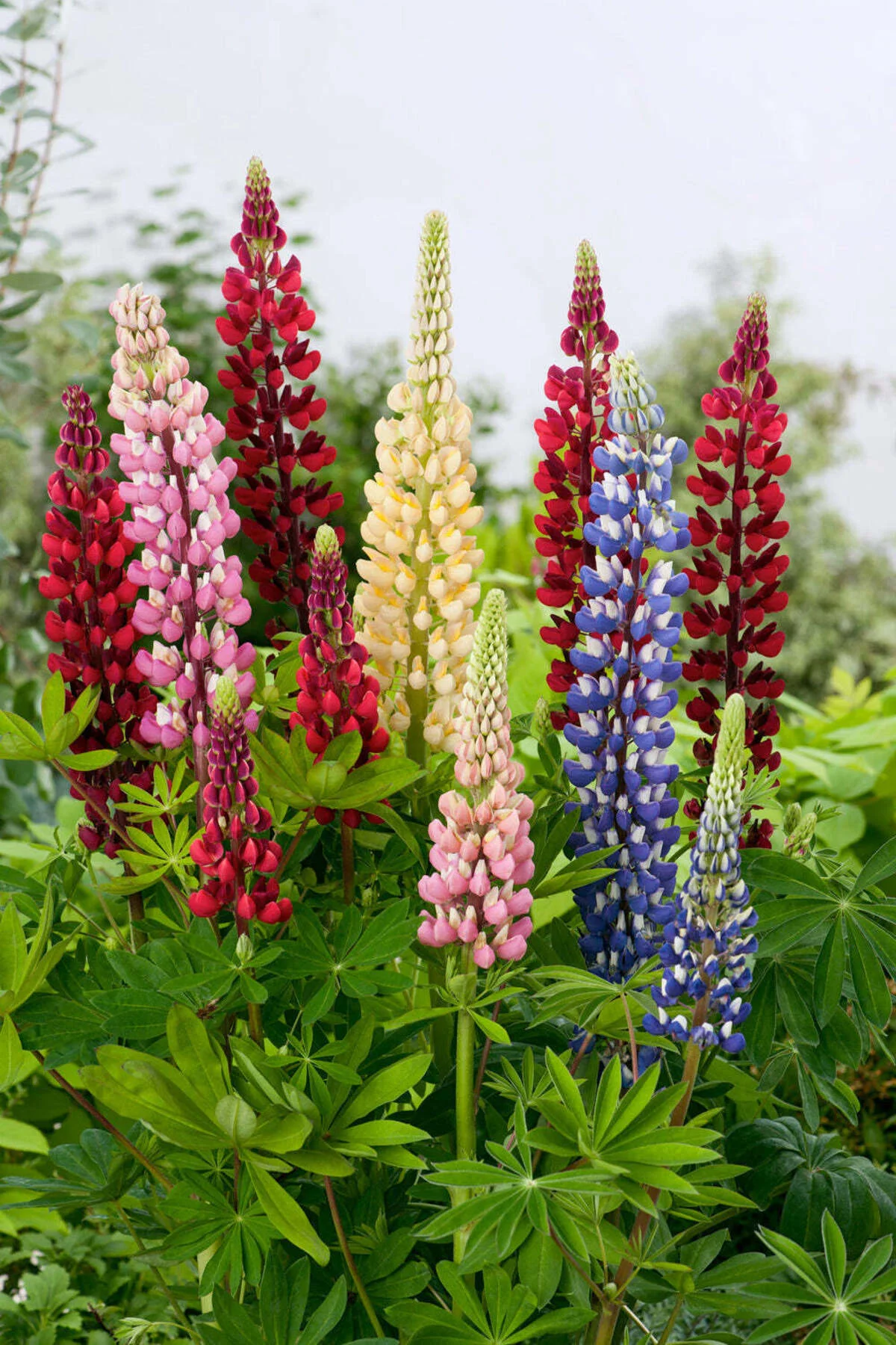 50 Adet Acı Bakla Tohumu - Lupin Çiçeği Tohumu Karışık Renk (Lupinus)