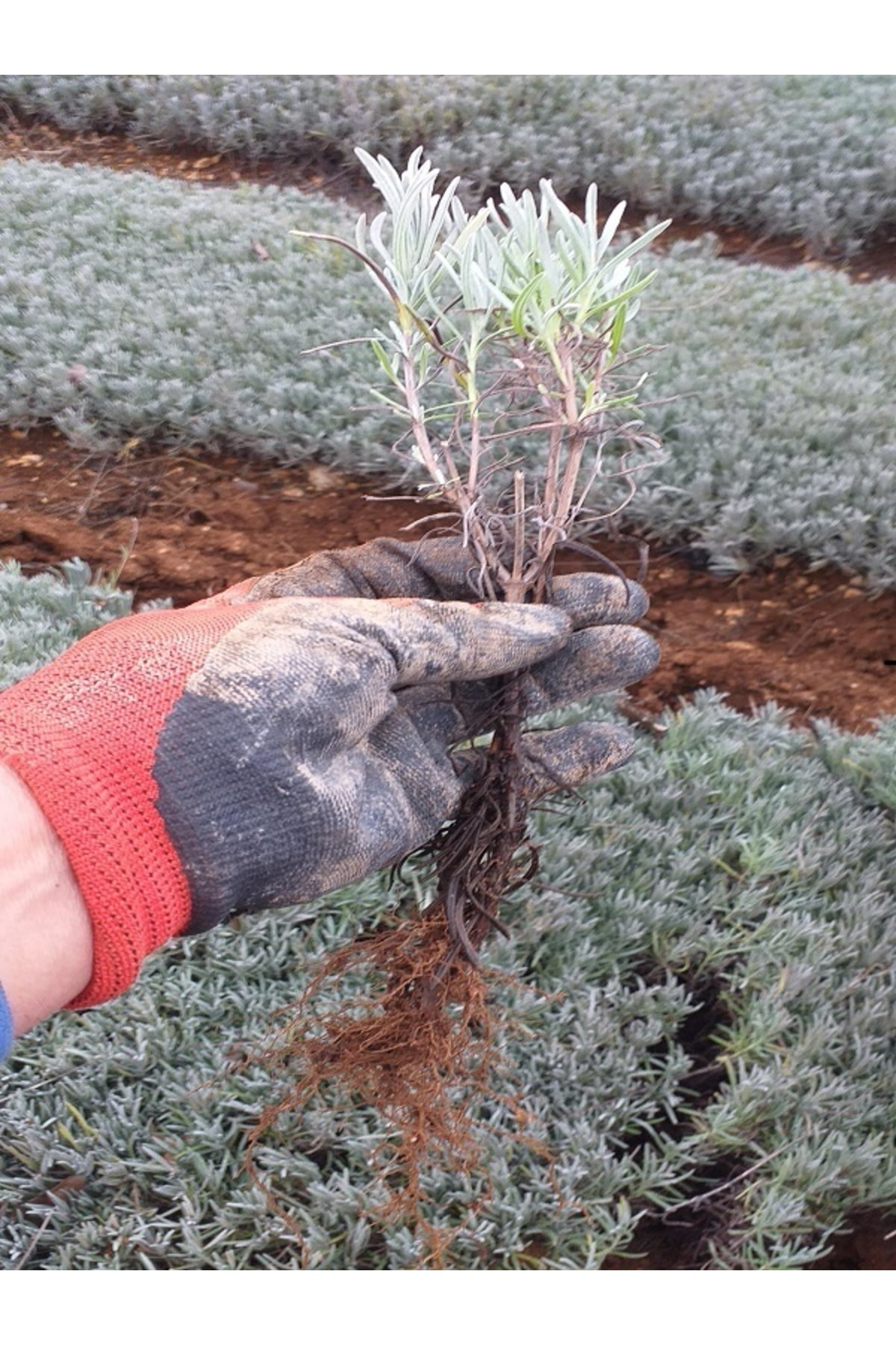 Egemen Fidancilik 50 Adet Açık Köklü Angustifolia Lavanta Fidesi Fidanı
