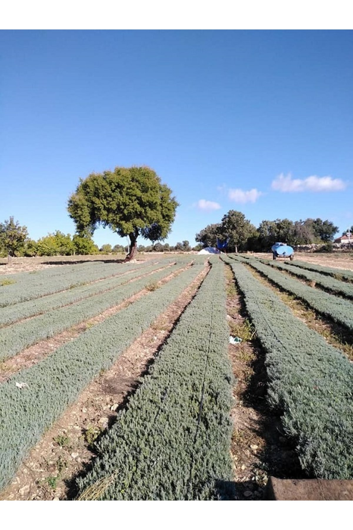 Egemen Fidancilik 50 Adet Açık Köklü Angustifolia Lavanta Fidesi Fidanı