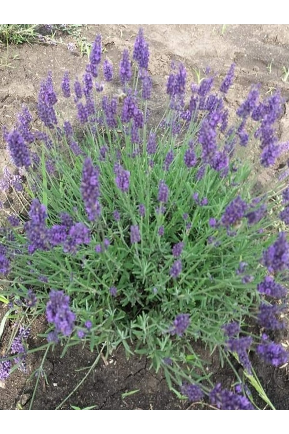 Egemen Fidancilik 50 Adet Açık Köklü Angustifolia Lavanta Fidesi Fidanı