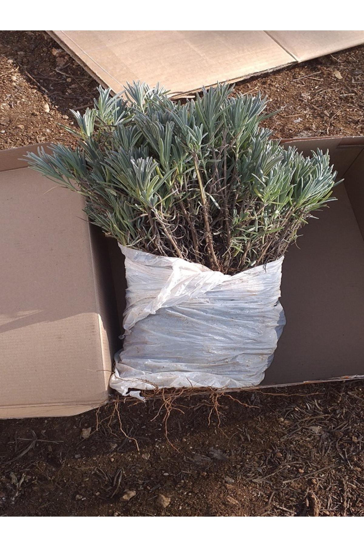 Egemen Fidancilik 50 Adet Açık Köklü Angustifolia Lavanta Fidesi Fidanı