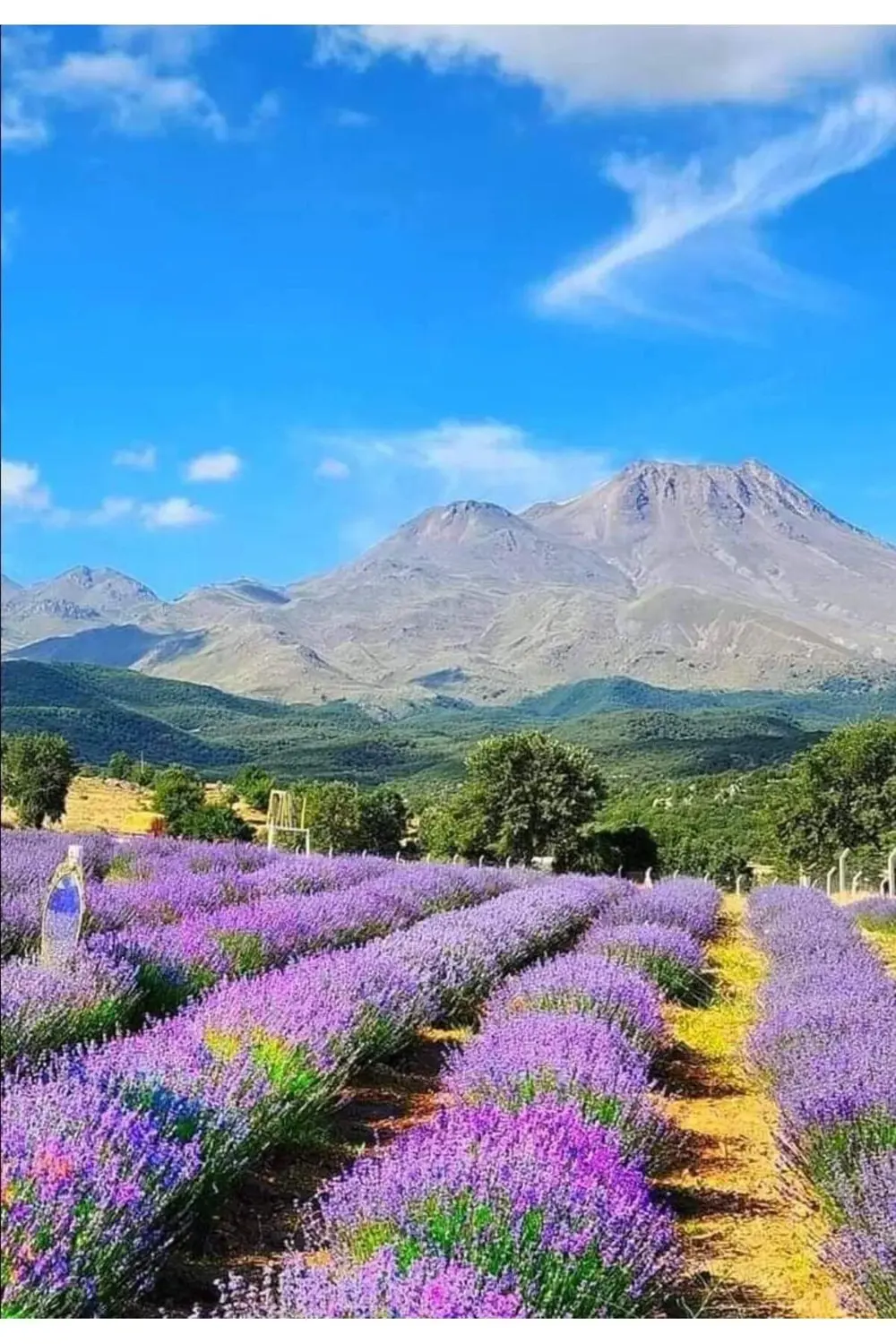 50 Adet Açık Köklü Intermedia Lavanta Fidesi Fidanı