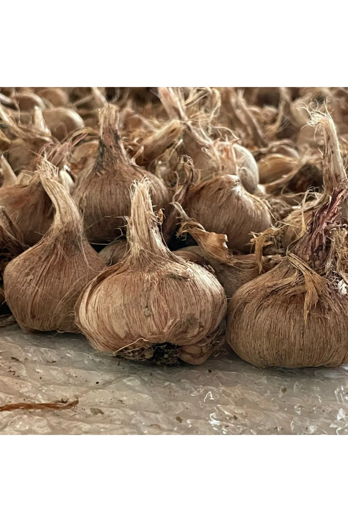 50 Adet Çiçek Açmaya Hazır Kalibre Yerli Safran Soğanı - Orta ve İri Boy, Yüksek Verimli Crocus Sativus L. Yumrusu 50 Adet Çiçek Açmaya Hazır Kalibre Yerli Safran Soğanı - Orta ve İri Boy, Yüksek Verimli Crocus Sativus L. Yumrusu