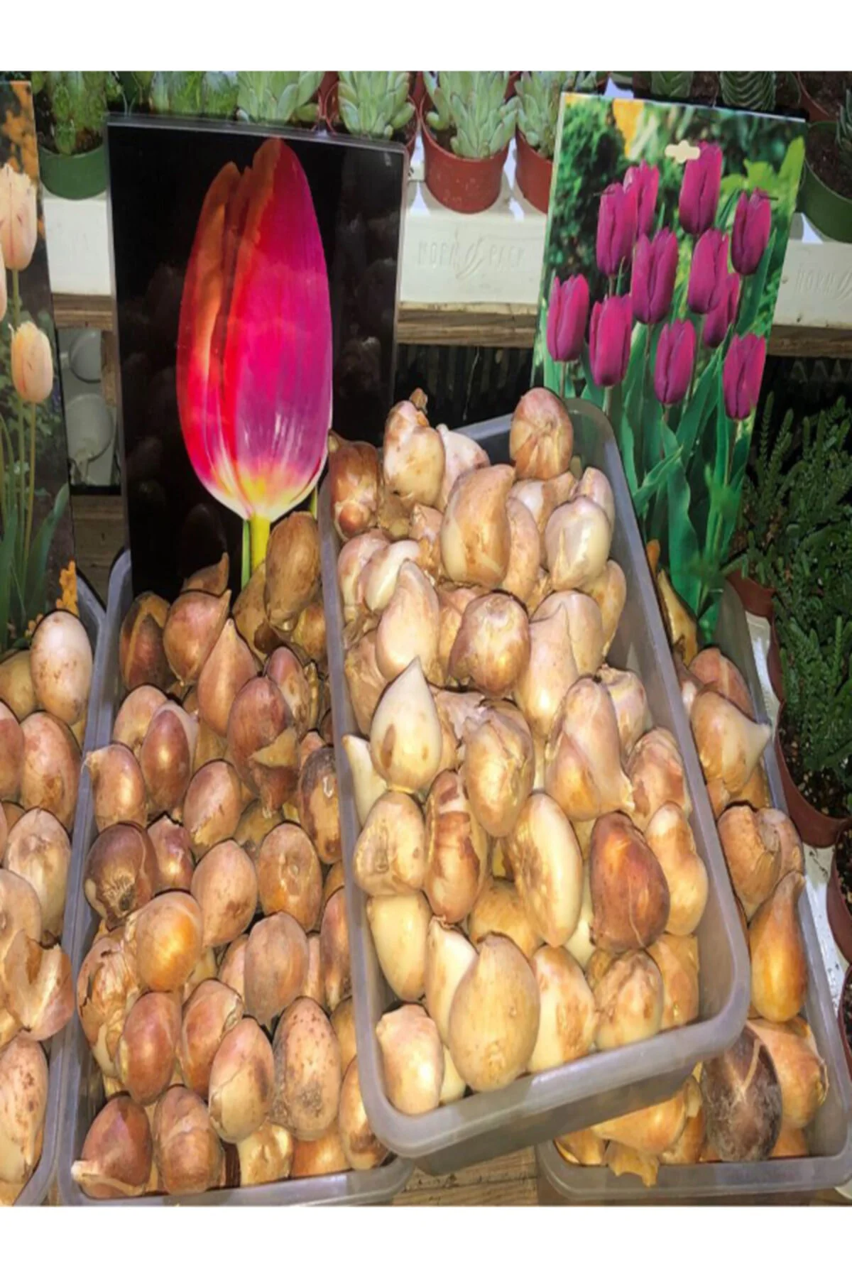 50 Adet Hollanda Lale Soğanı Karışık Renk