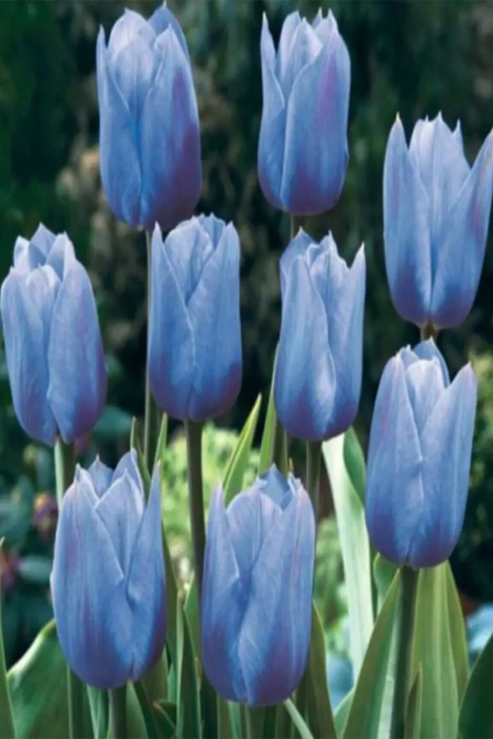 50 Adet Hollanda Lale Soğanı Mavi