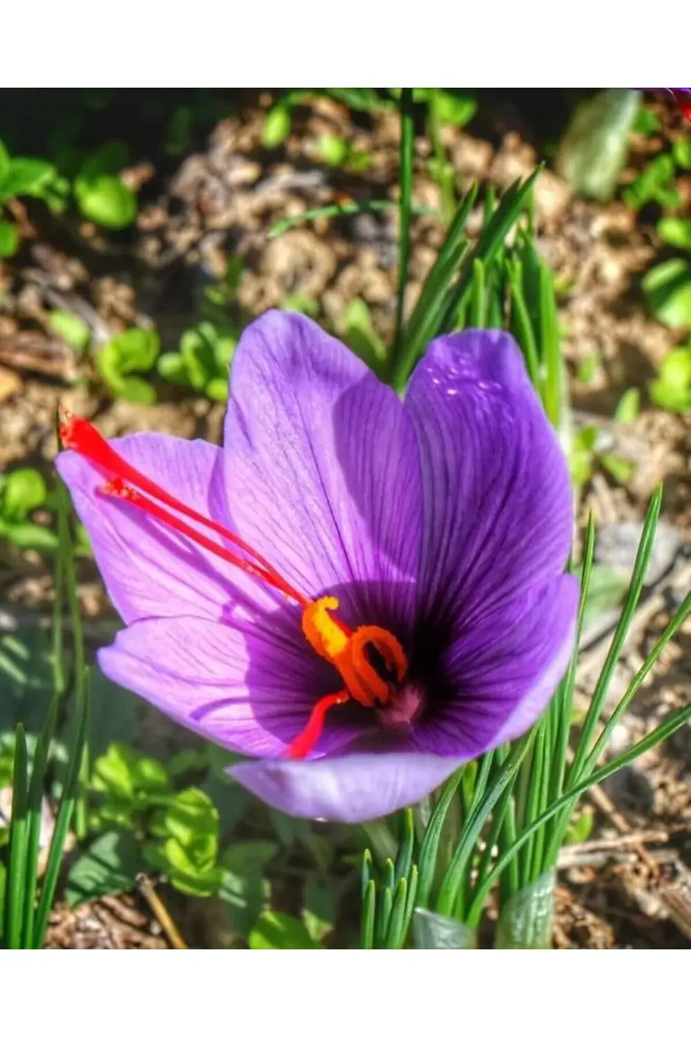 50 Adet Horasan Gerçek Safran Soğanı Crocus Sativus