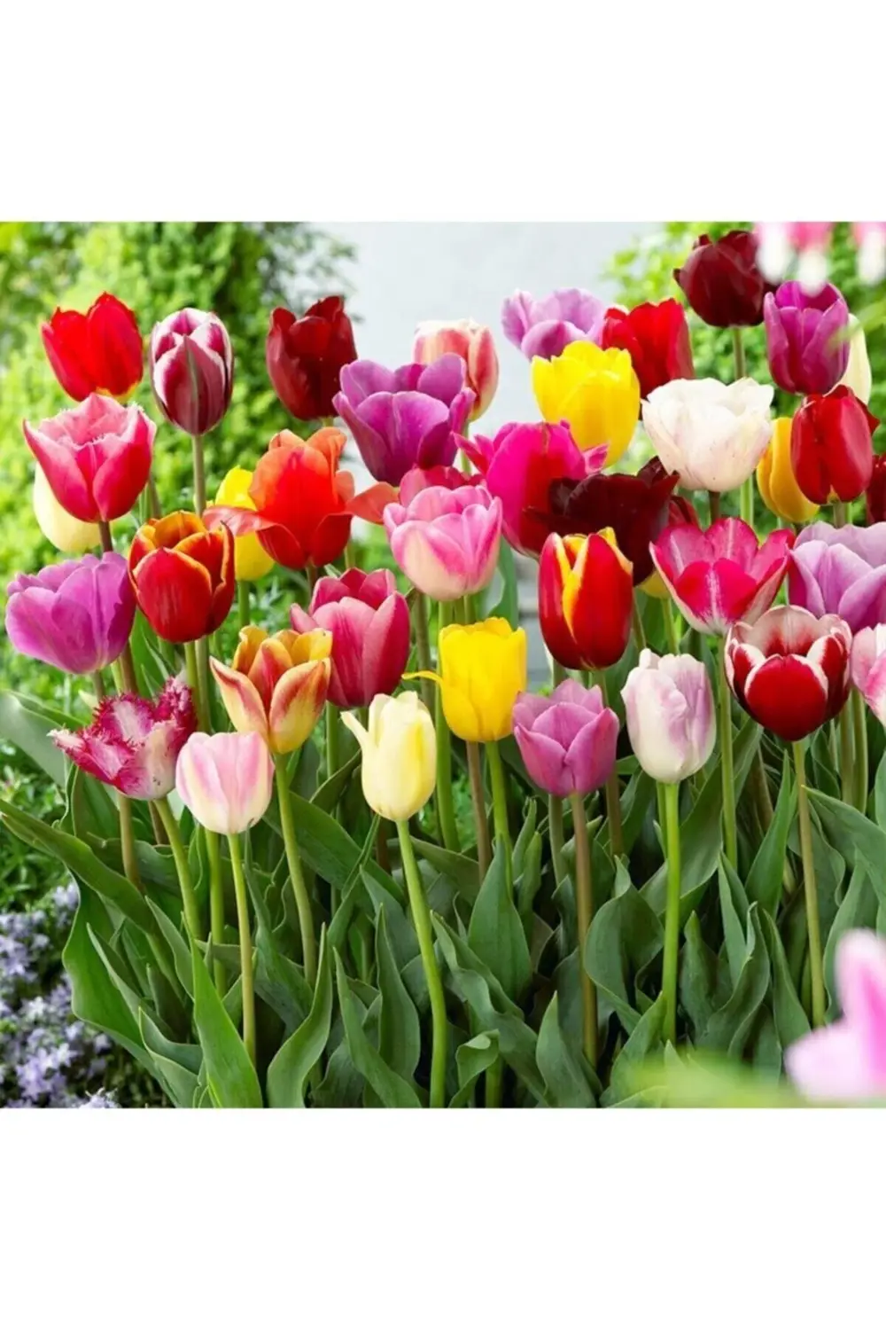 50 Adet Karışık Mix Lale Soğanı Paketi