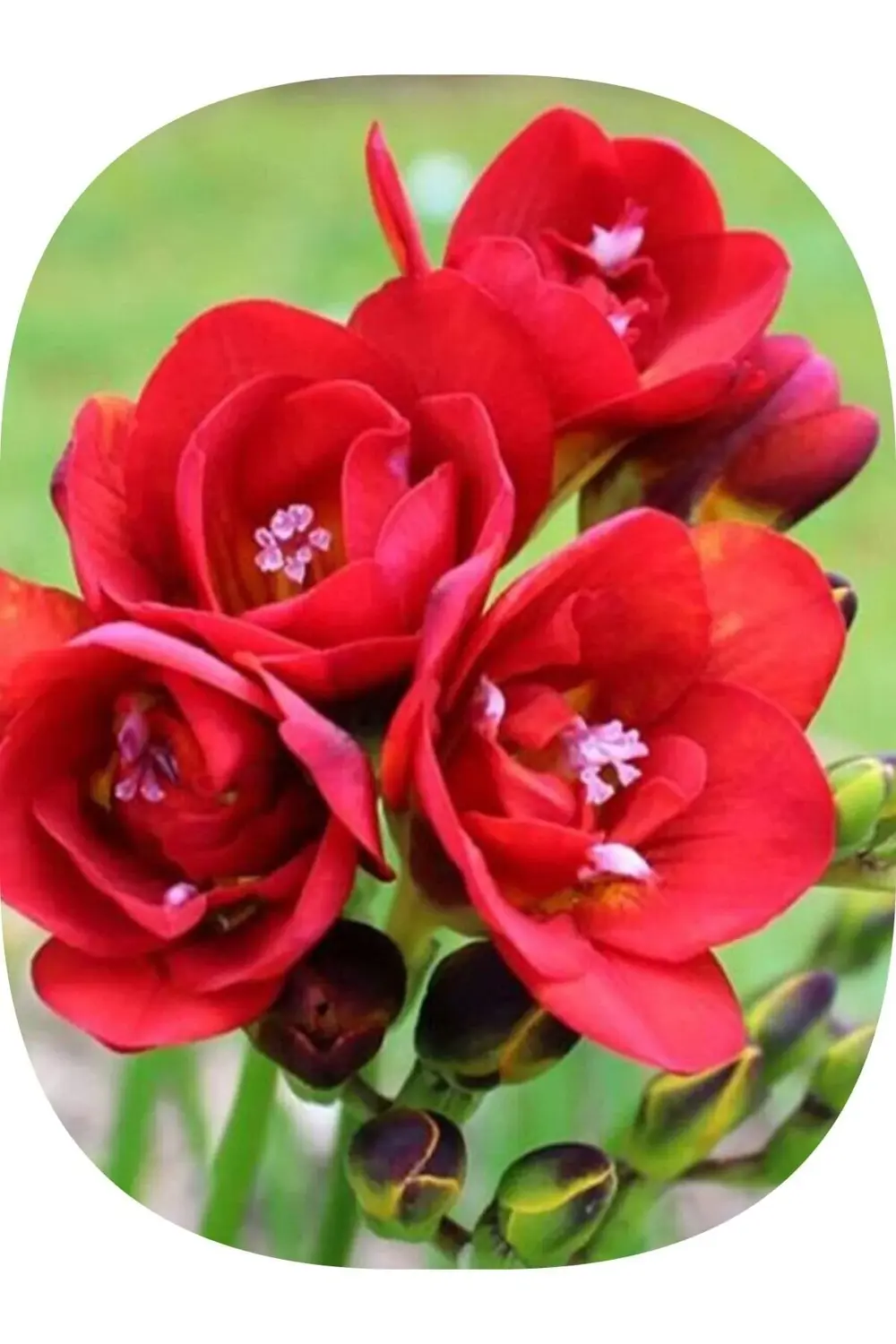 50 Adet Kırmızı Frezya ( Freesia Bulbs ) Çiçeği Soğanı Katmerli M