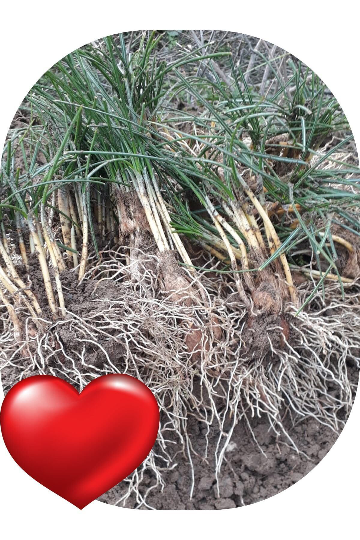 Sari Tarim 50 Adet Safran Fidesi Fidanı Çimlenmiş Filizlenmiş Dikime Hazır A