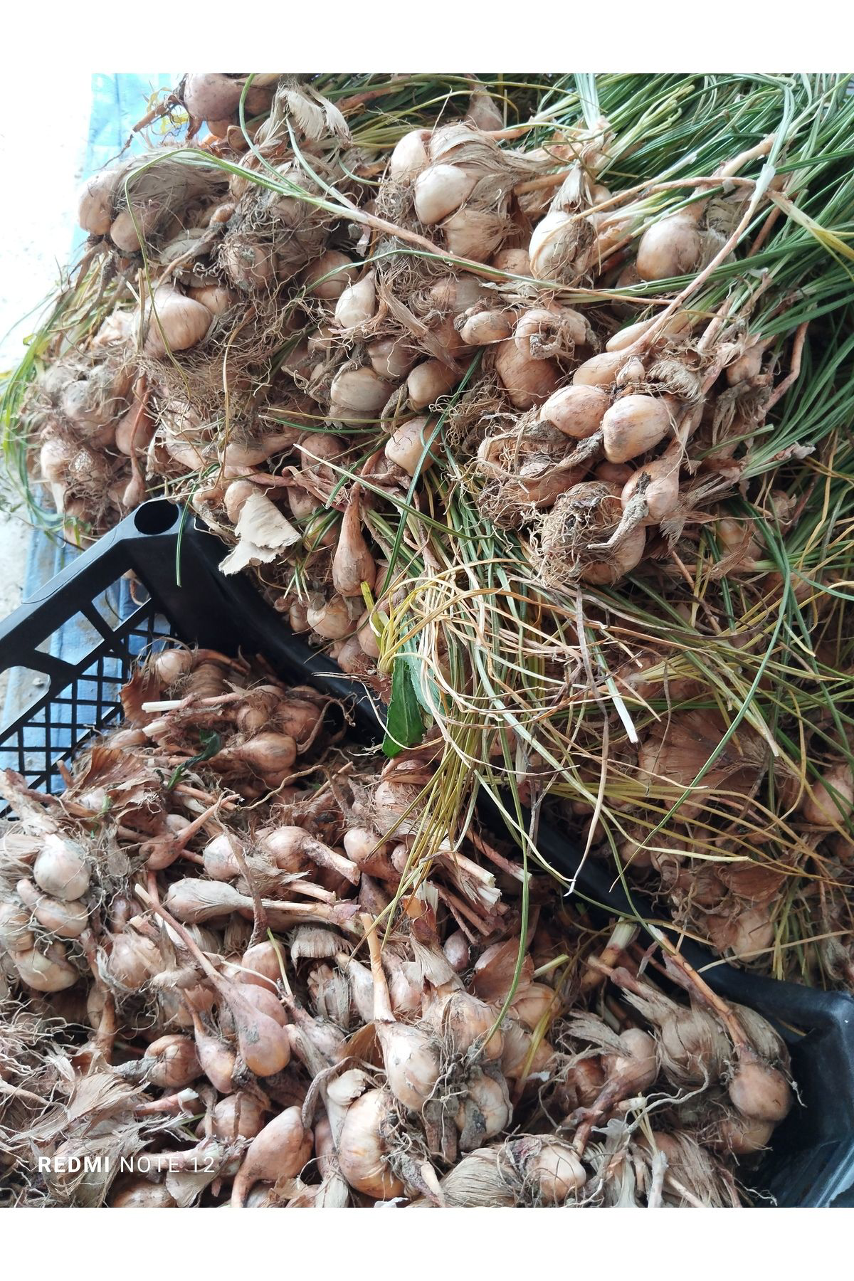 Sari Tarim 50 Adet Safran Fidesi Fidanı Çimlenmiş Filizlenmiş Dikime Hazır A