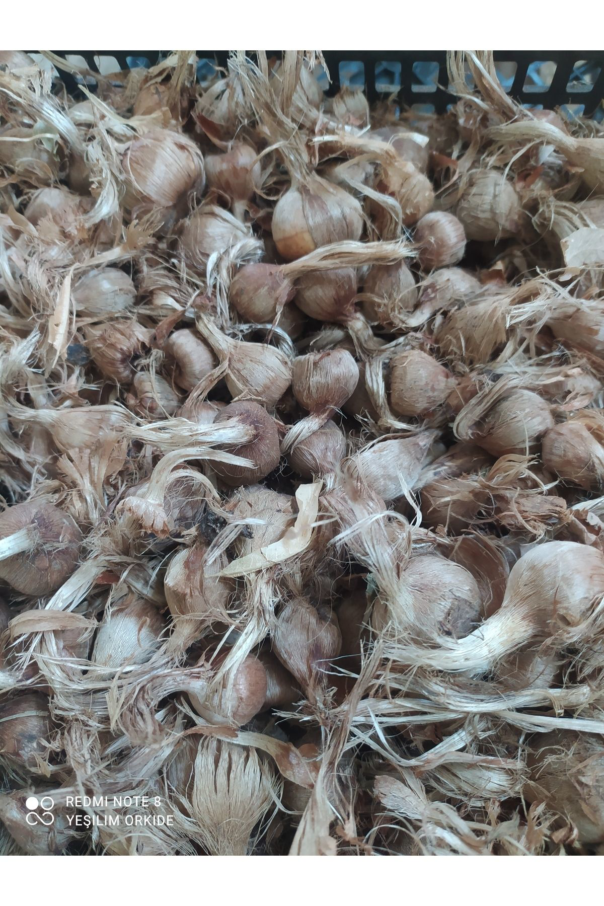 Sari Tarim 50 Adet Safran Fidesi Fidanı Çimlenmiş Filizlenmiş Dikime Hazır A