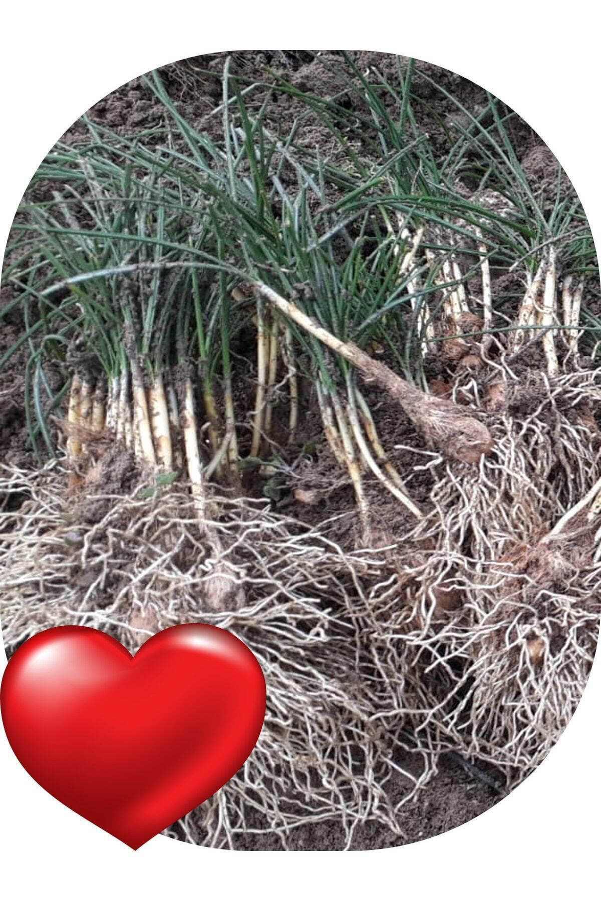 Sari Tarim 50 Adet Safran Fidesi Fidanı Çimlenmiş Filizlenmiş Dikime Hazır A