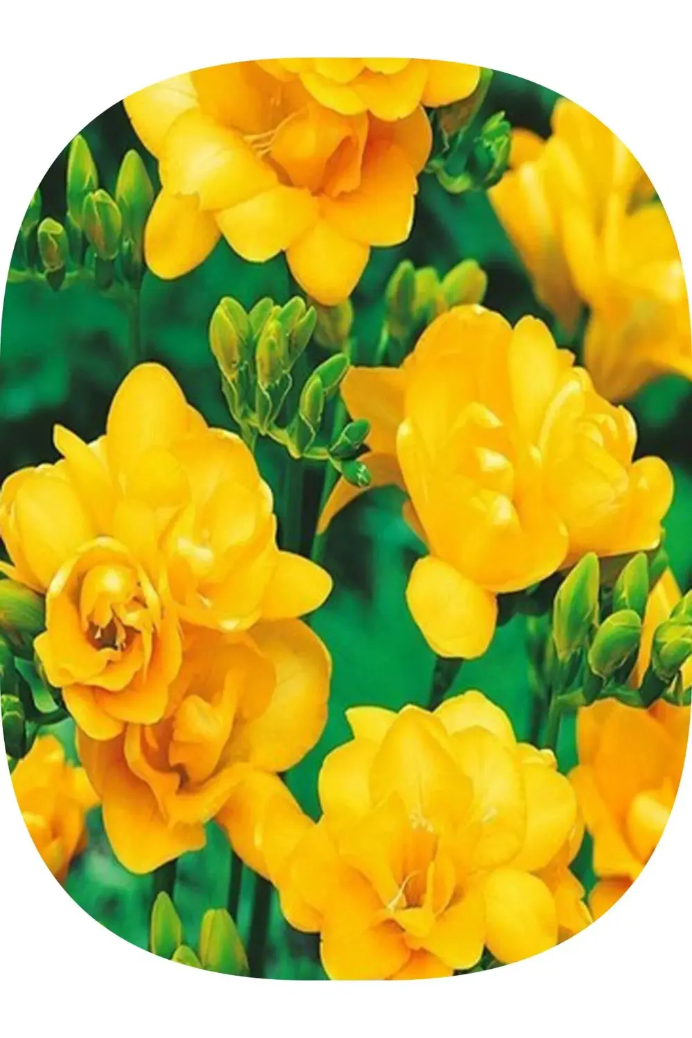 50 Adet Sarı Frezya ( Freesia Bulbs ) Çiçeği Soğanı Katmerli Mis