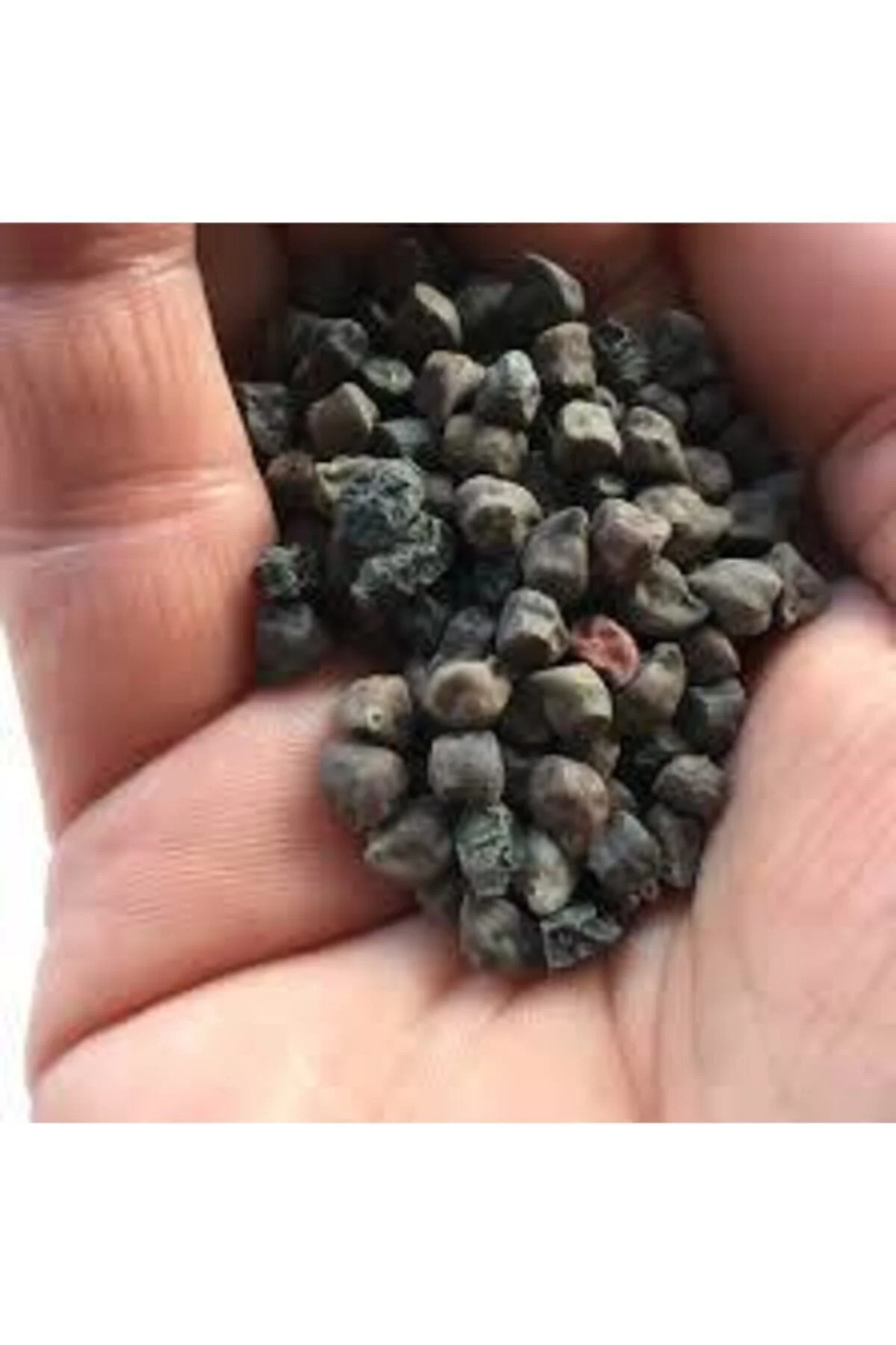 50 Adet Tohum Siyah Nohut Çok Nadir Bulunan Faydaları Saymakla Bitmeyen Nohut Kara Nohut Tohumu 50 Adet Tohum Siyah Nohut Çok Nadir Bulunan Faydaları Saymakla Bitmeyen Nohut Kara Nohut Tohumu