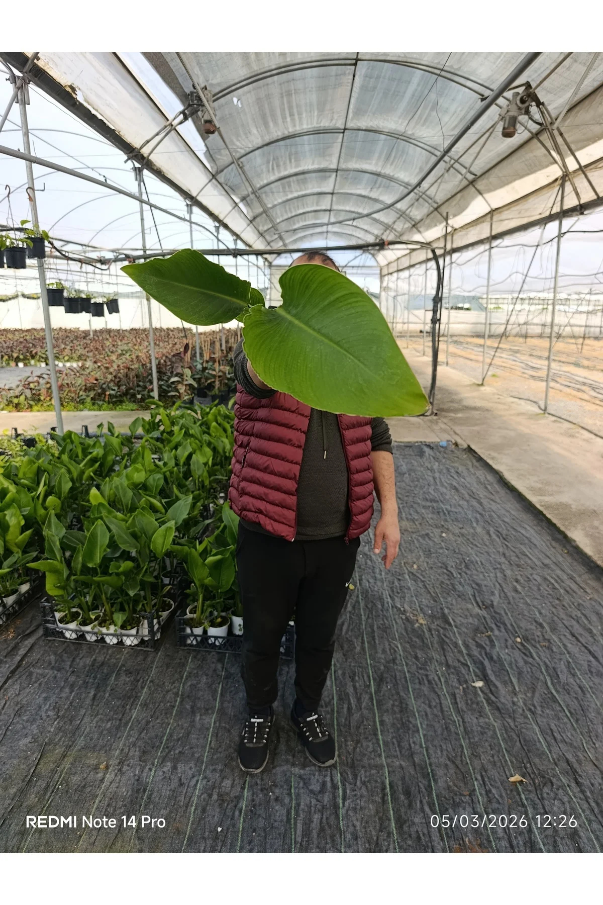 50 cm Dev Yapraklı Sterliçe (Strelitzia) – Tropikal Salon Bitkisi - Görsel 4