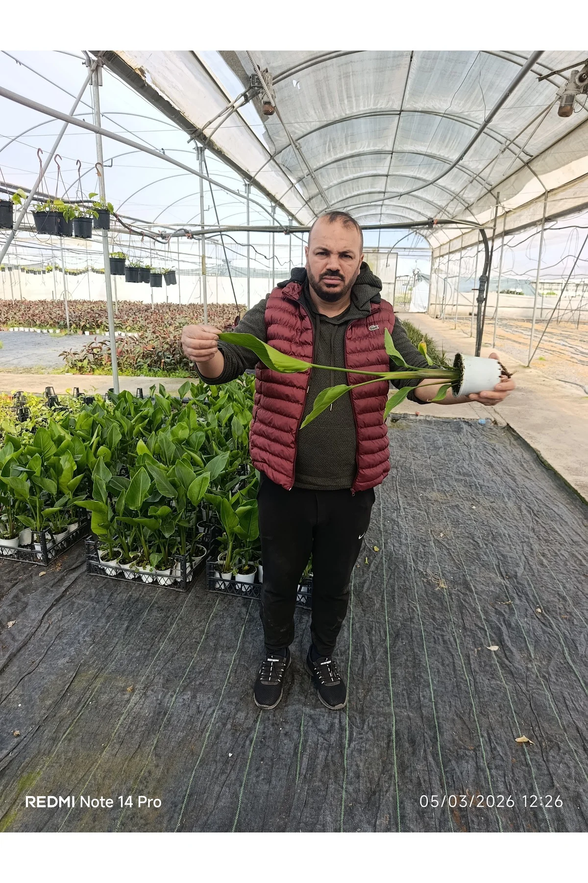 50 cm Dev Yapraklı Sterliçe (Strelitzia) – Tropikal Salon Bitkisi - Görsel 5
