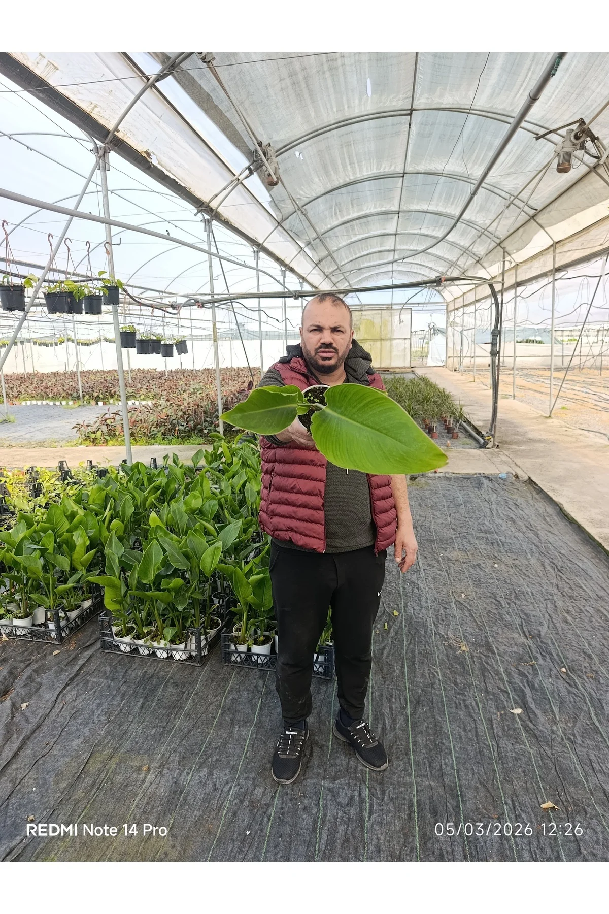 50 cm Dev Yapraklı Sterliçe (Strelitzia) – Tropikal Salon Bitkisi - Görsel 2