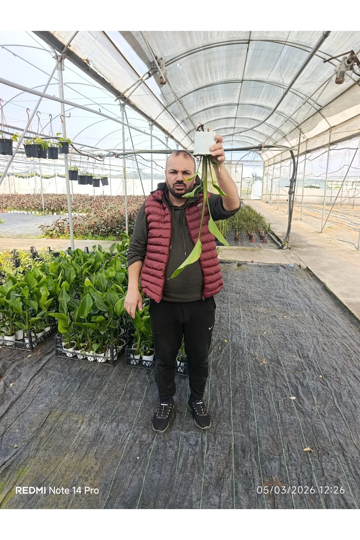 50 cm Dev Yapraklı Sterliçe (Strelitzia) – Tropikal Salon Bitkisi - Görsel 3