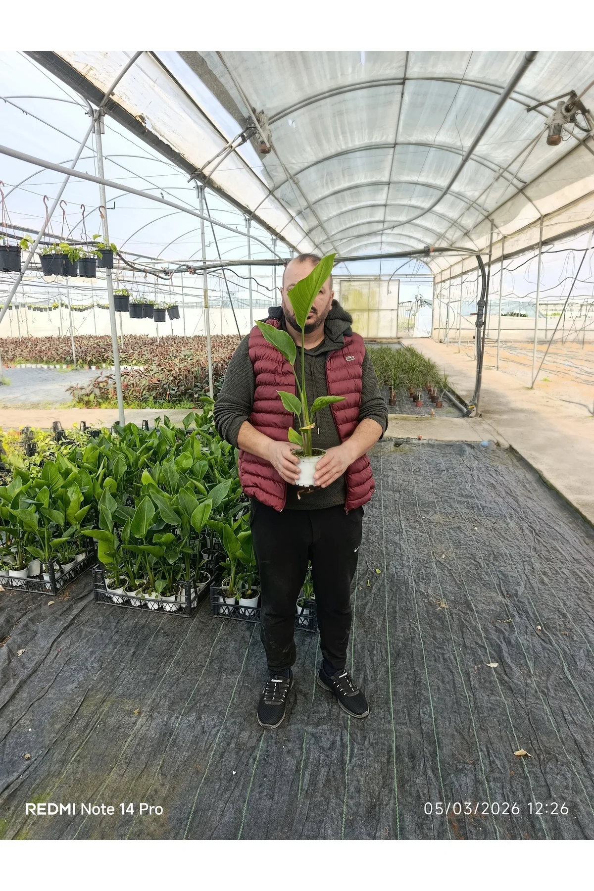 50 cm Dev Yapraklı Sterliçe (Strelitzia) – Tropikal Salon Bitkisi