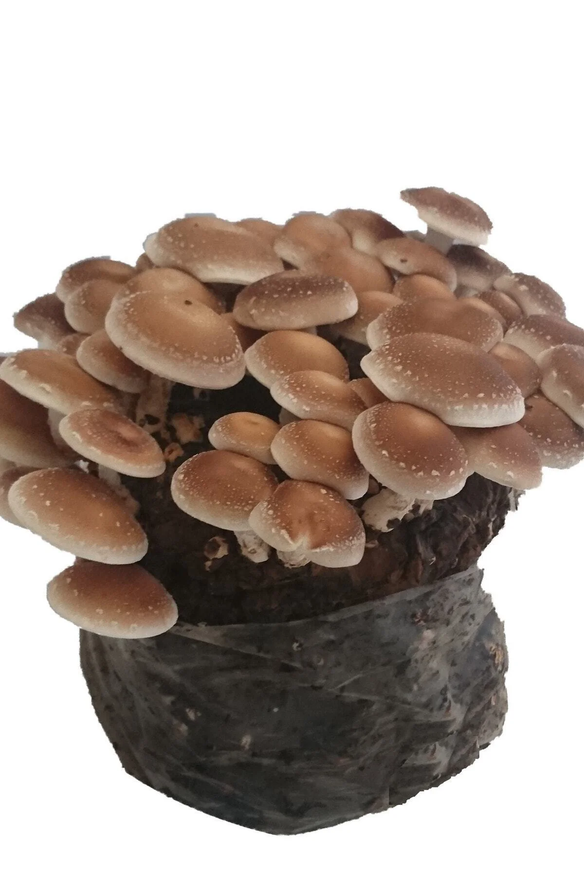 50 gram Shitake Mantar Tohumu Miseli