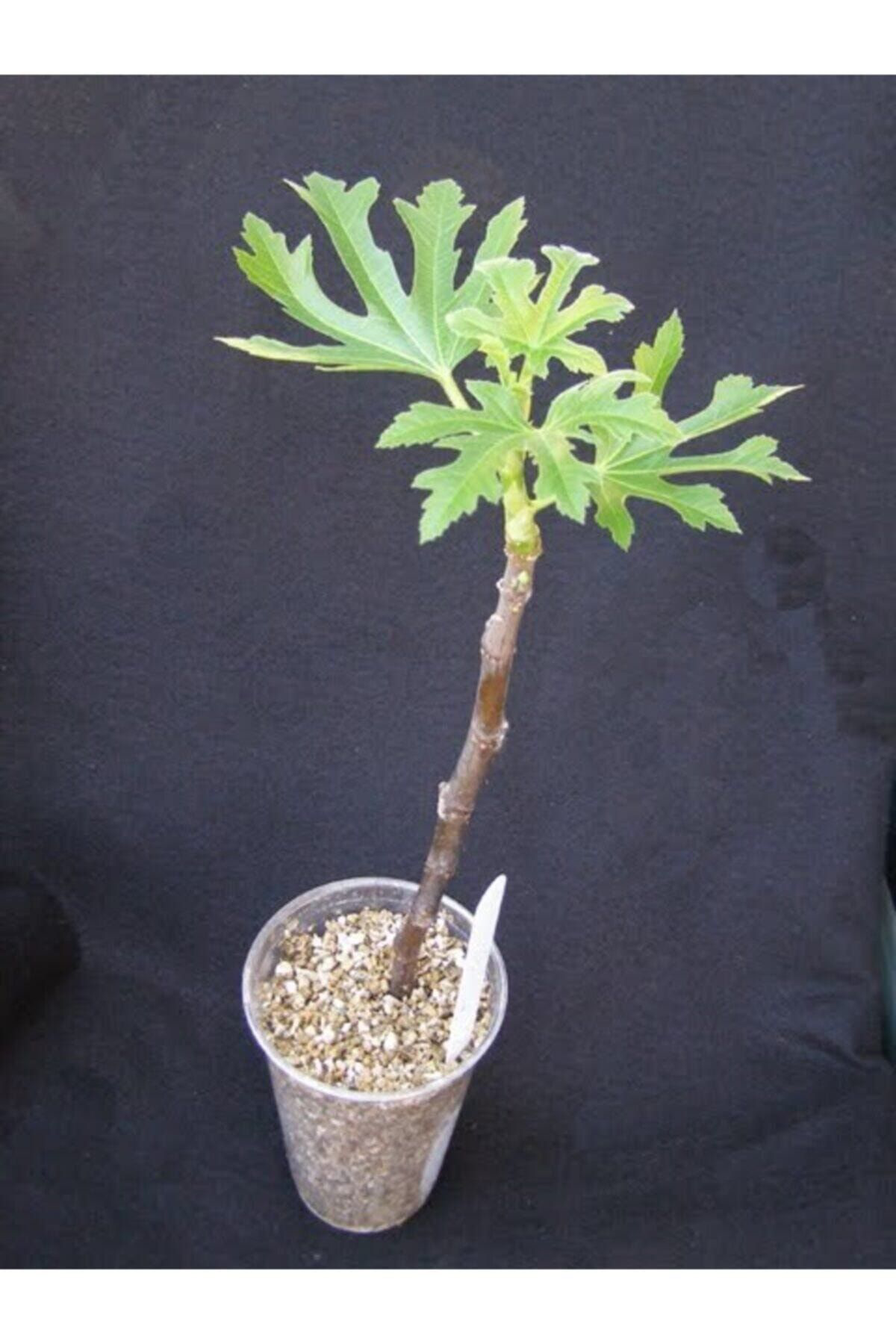 Kaliteli 50 Ml Bitki Köklendirme Hormonu + 6 Litre Köklendirme Perliti Ve