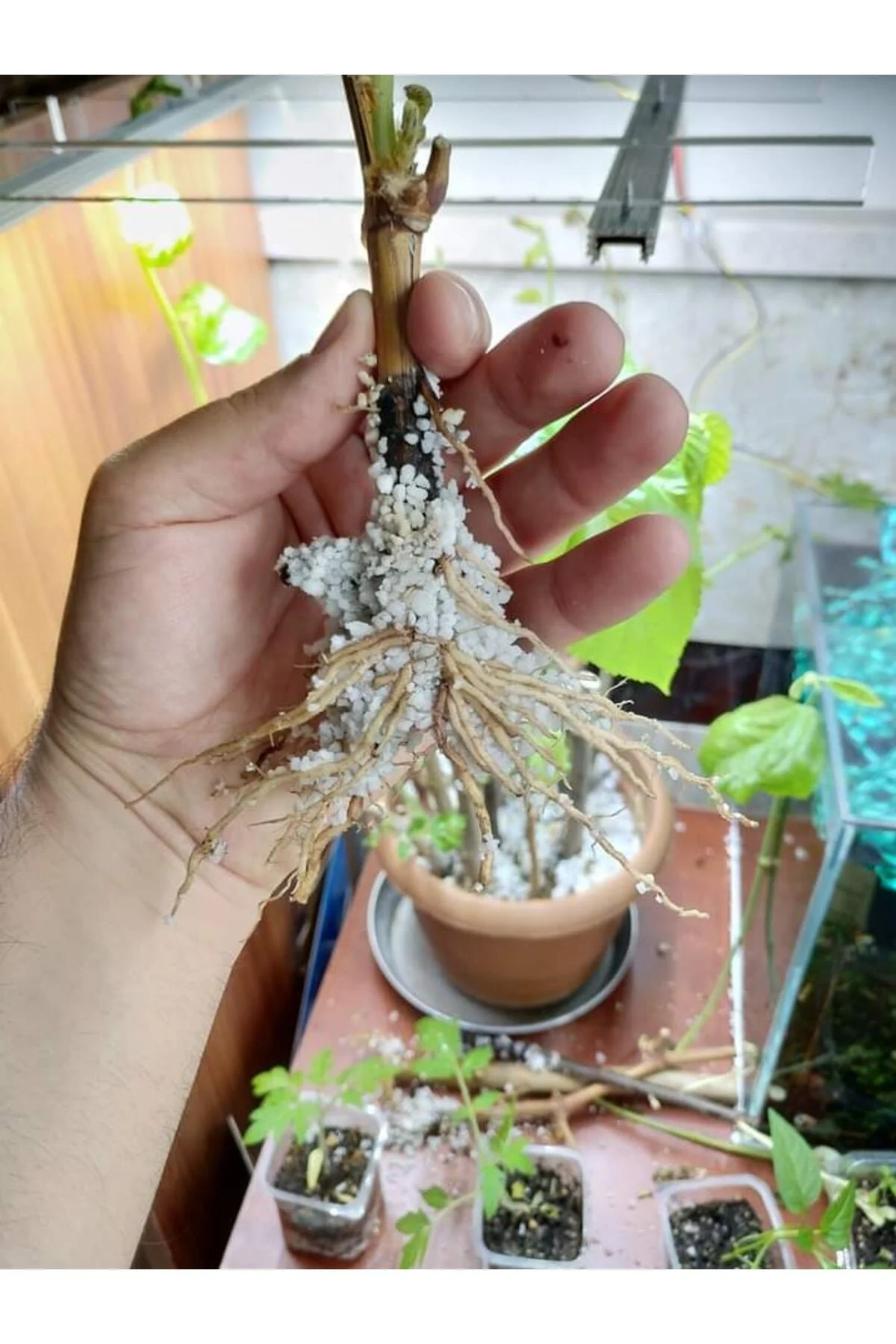 50 ml Bitki Köklendiren Hormon Ve 6 Litre Bitki Köklendirme Perli