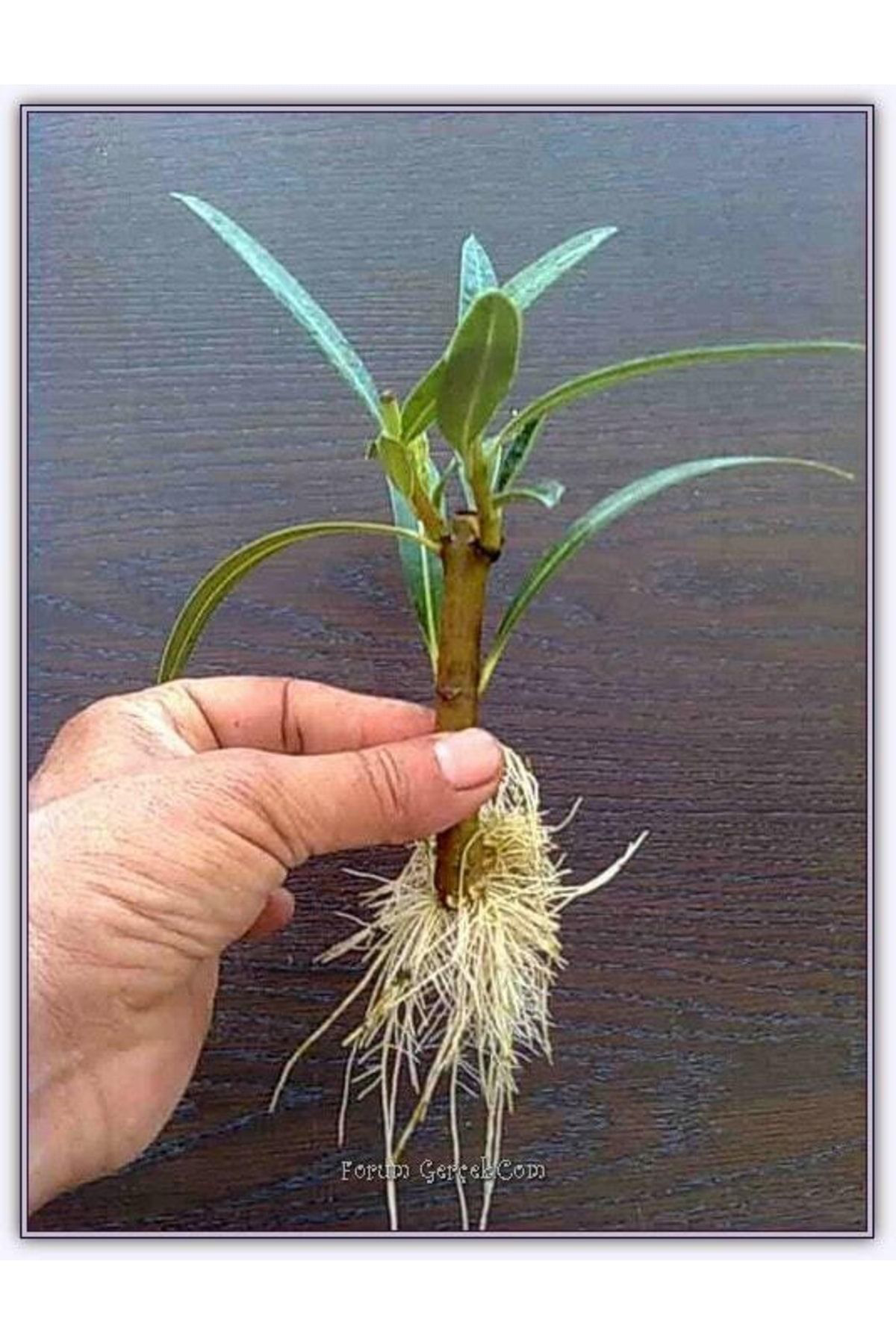 Tohumgübre 50 Ml Köklendirme Hormonu Ve 6 L Köklendirme Perliti