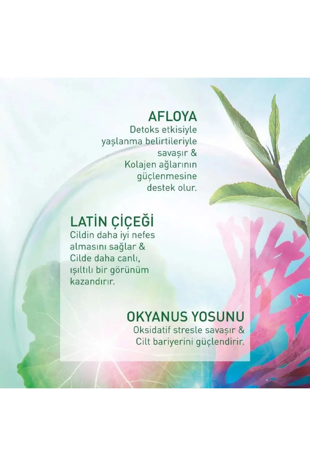 50+ SPF Yüz Kremi - Yaşlanma Karşıtı Bitkisel Antioksidan Bakım/E