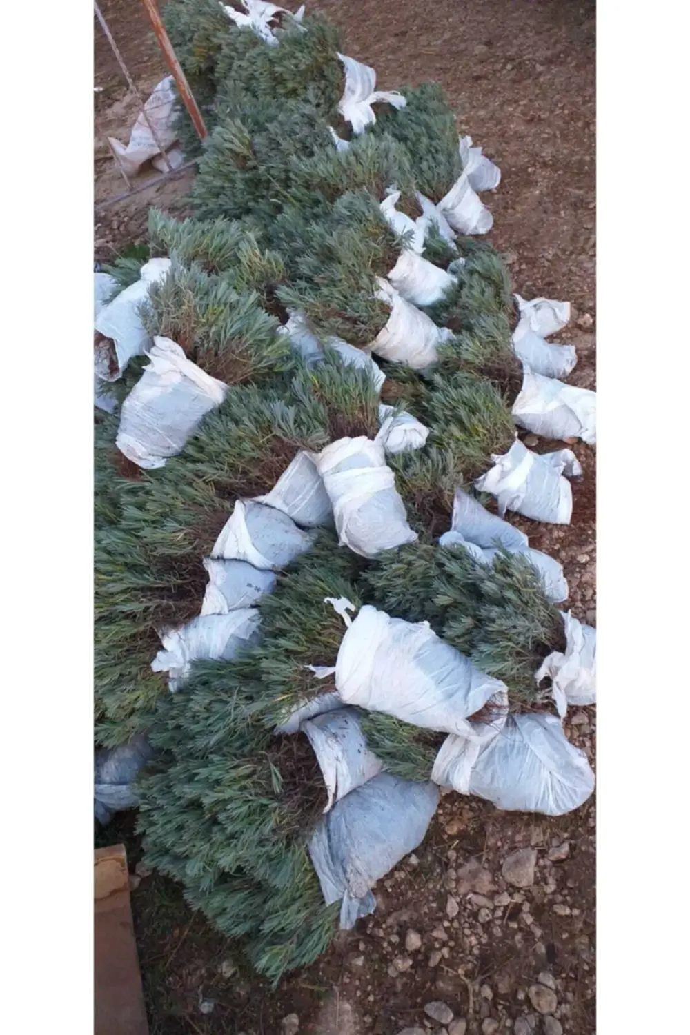 500 Adet Açık Köklü Intermedia Lavanta Fidesi Fidanı