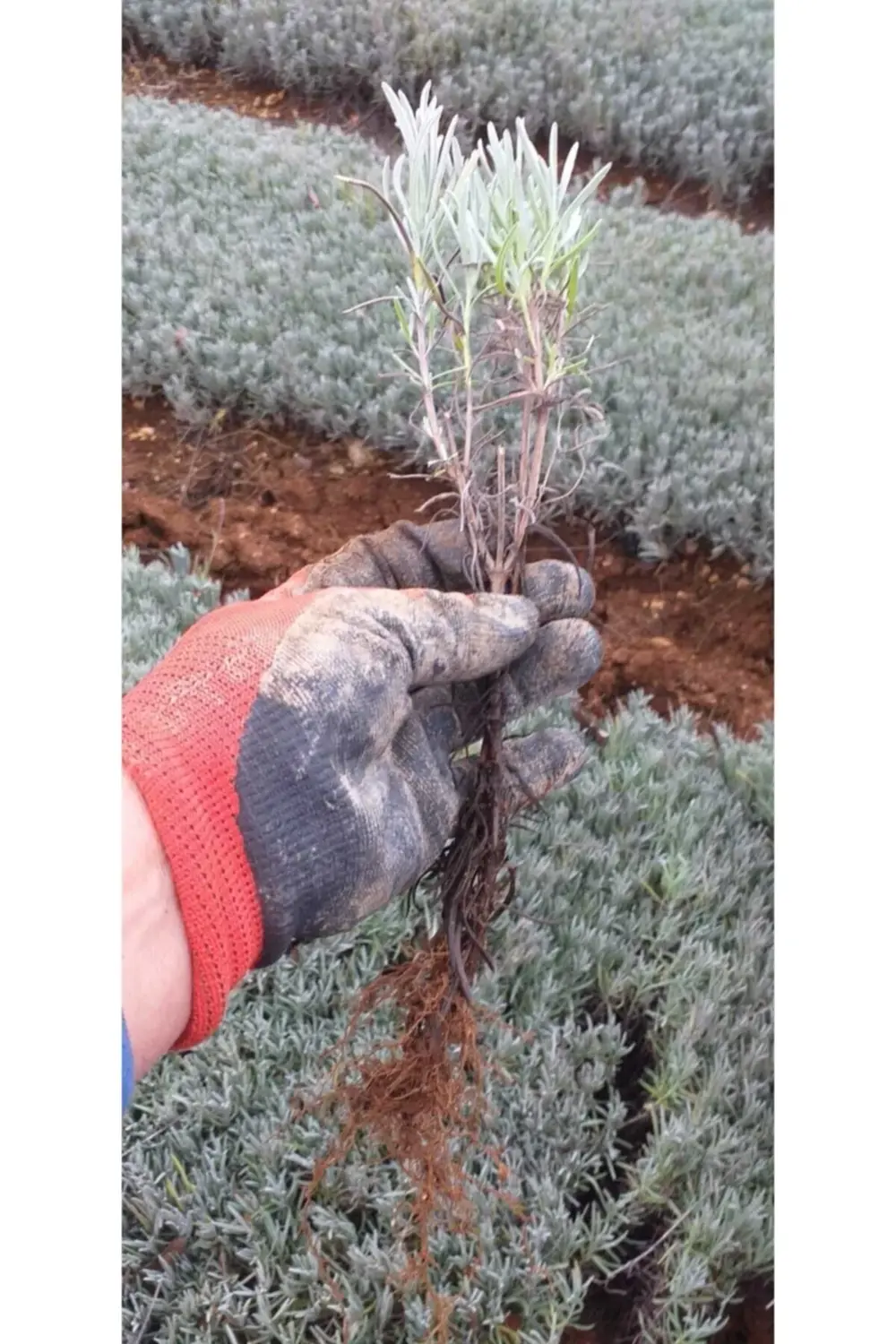 500 Adet Açık Köklü Intermedia Lavanta Fidesi Fidanı