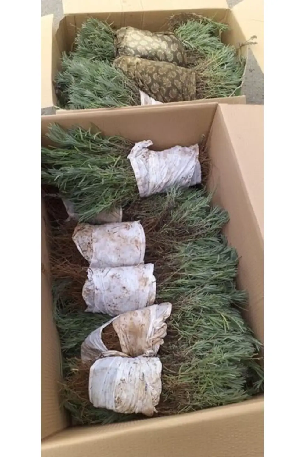 500 Adet Açık Köklü Intermedia Lavanta Fidesi Fidanı