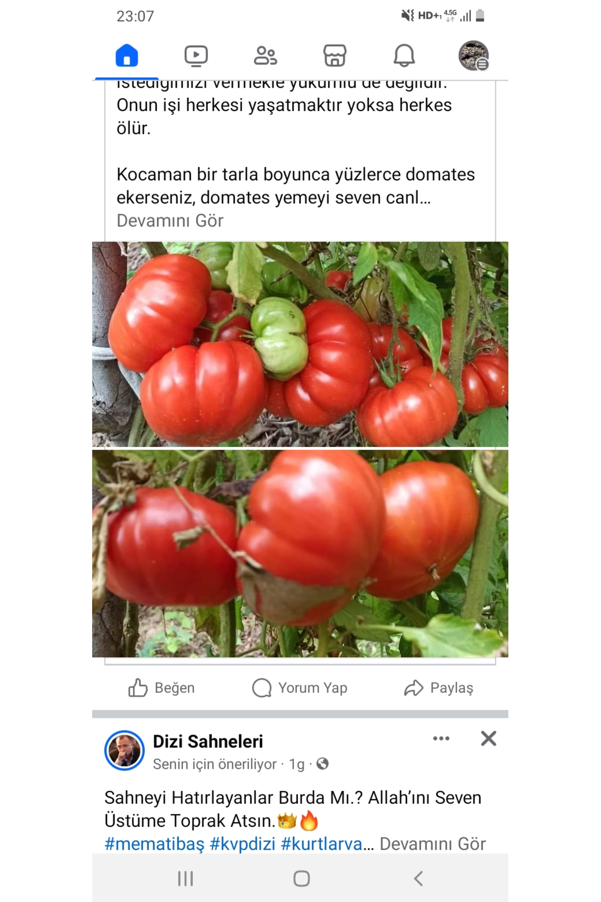 500 Adet Köylü Domatesi Tohumu