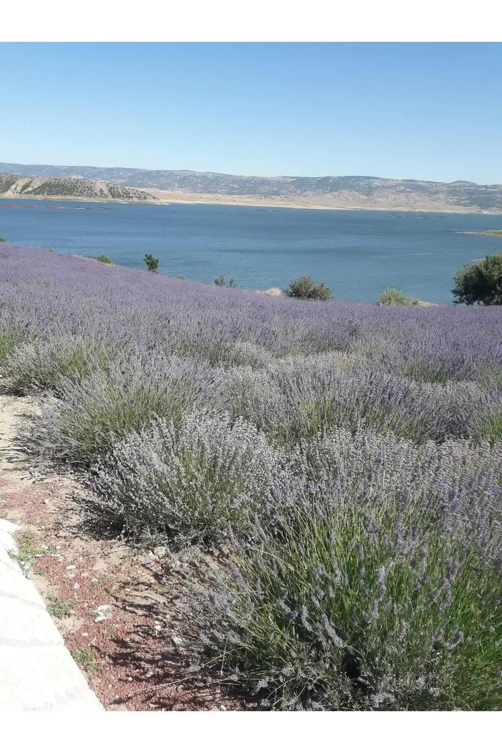 500 Adet Lavanta Açık Kök Angustifolia Fidanı Fidesi