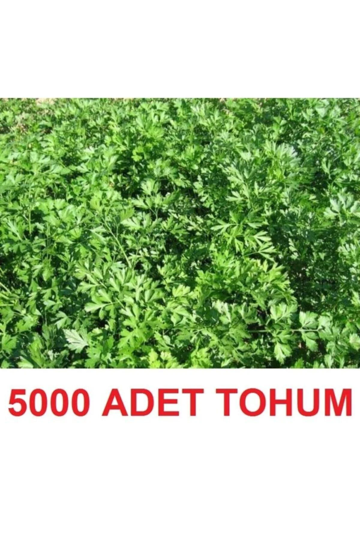 5000 Adet Geniş Yapraklı Köylü Maydanoz Tohumu + Hediye Üzüm Fida