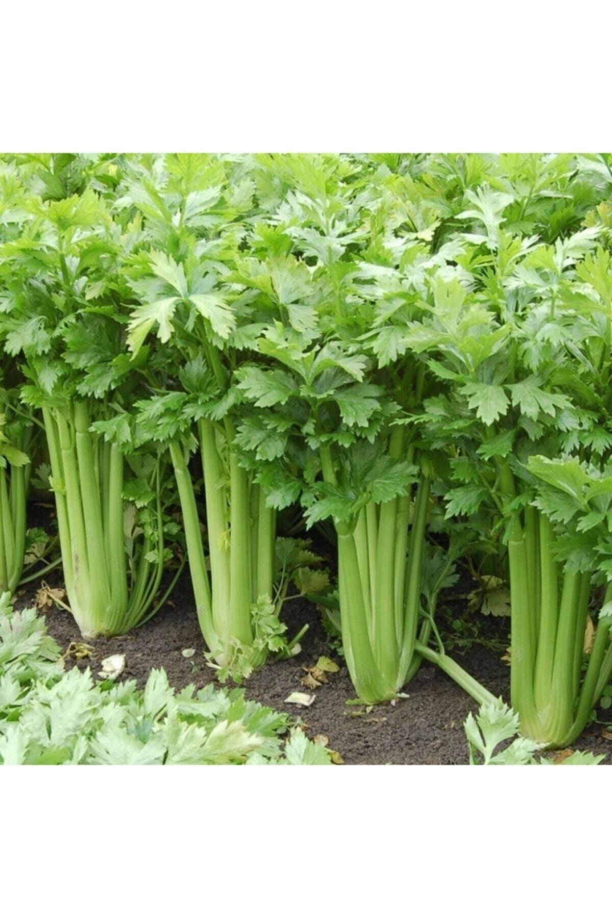 5000 Adet Geniş Yapraklı Köylü Maydanoz Tohumu