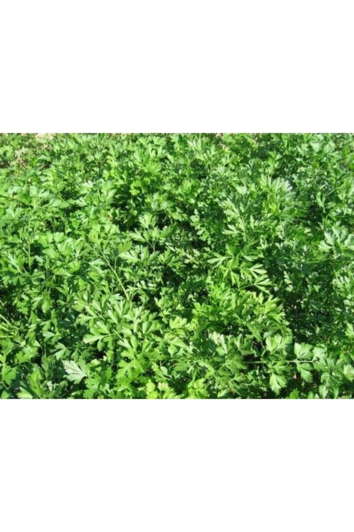 5000 Adet Geniş Yapraklı Köylü Maydanoz Tohumu
