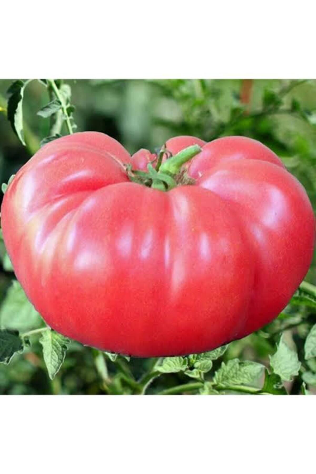 5000 Adet Köylü Domatesi Tohumu + Hediye Üzüm Fidanı Tohumları
