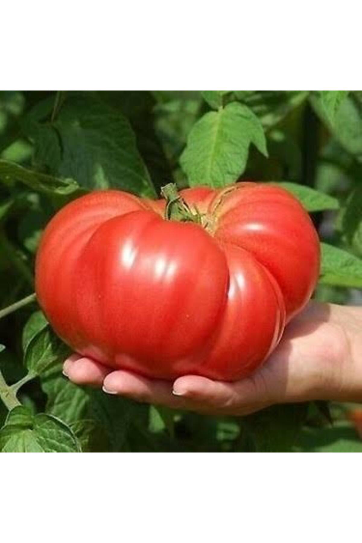 5000 Adet Köylü Domatesi Tohumu + Hediye Üzüm Fidanı Tohumları