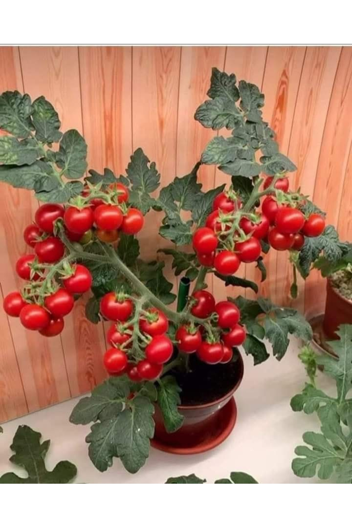 Tarımsal Ve Hayvansal Ürünler 5.000 Adet Saksıda Domates Tohumu