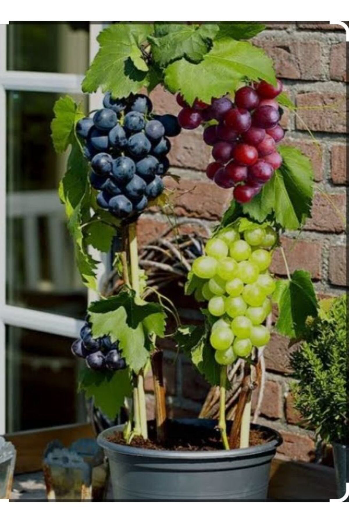 5000 Adet Üzüm Fidesi Tohumu