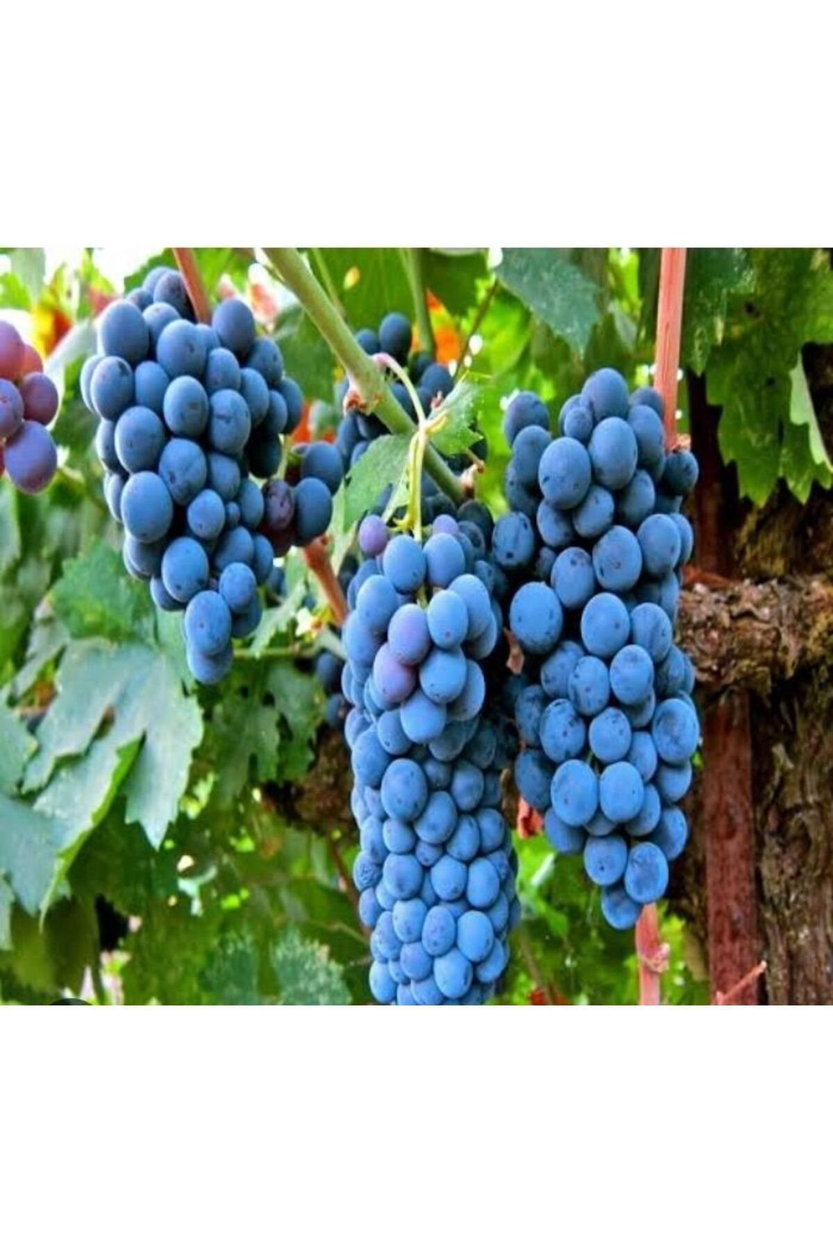 5000 Adet Üzüm Fidesi Tohumu