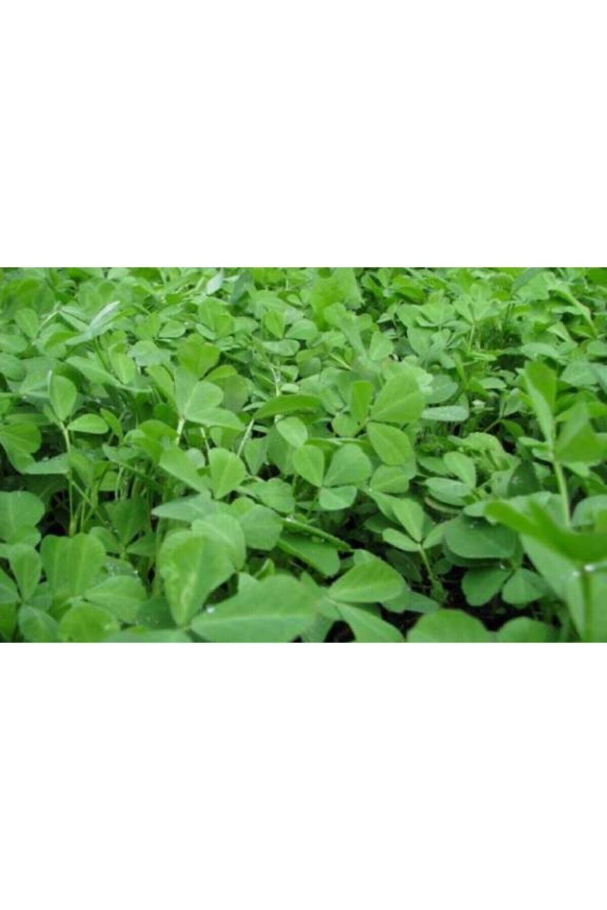 Tohumgübre 5000 Adet Yonca Tohumu Ve 8 Litre Ekim Torfu