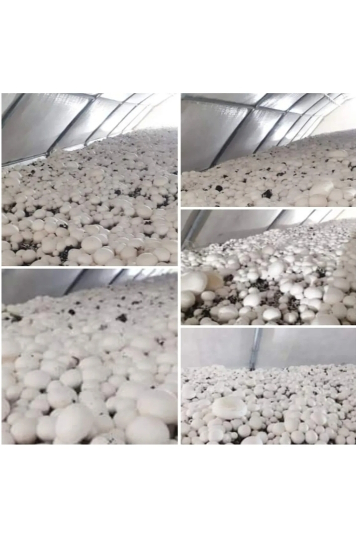 Tarımsal Ve Hayvansal Ürünler 51 Kğ Beyaz Şapkalı Kültür Mantarı Tohumu