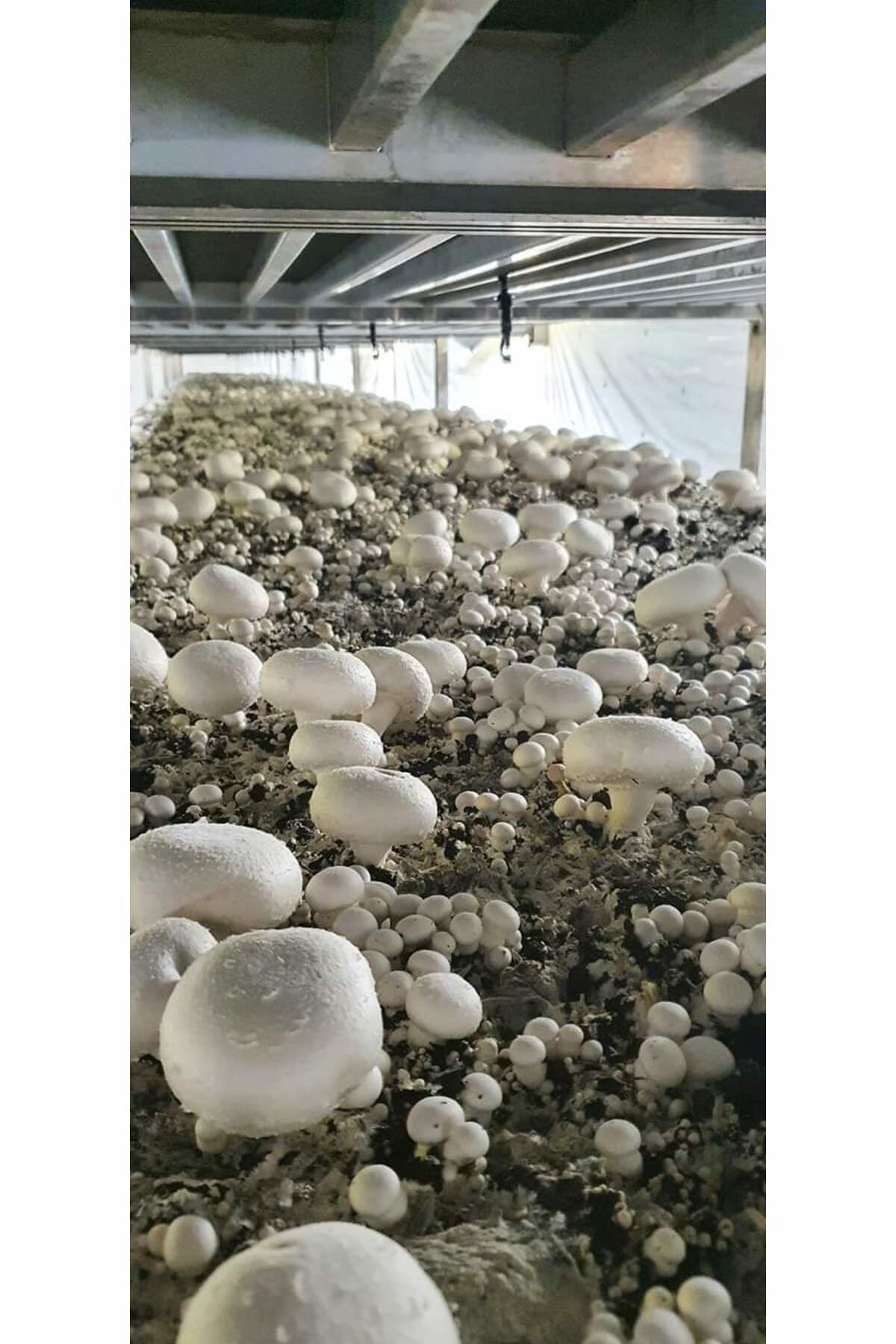 Tarımsal Ve Hayvansal Ürünler 51 Kğ Beyaz Şapkalı Kültür Mantarı Tohumu