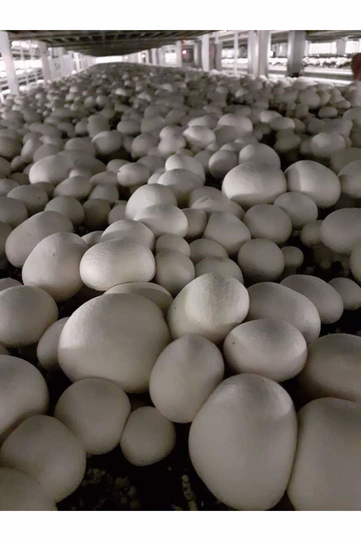 Tarımsal Ve Hayvansal Ürünler 51 Kğ Beyaz Şapkalı Kültür Mantarı Tohumu