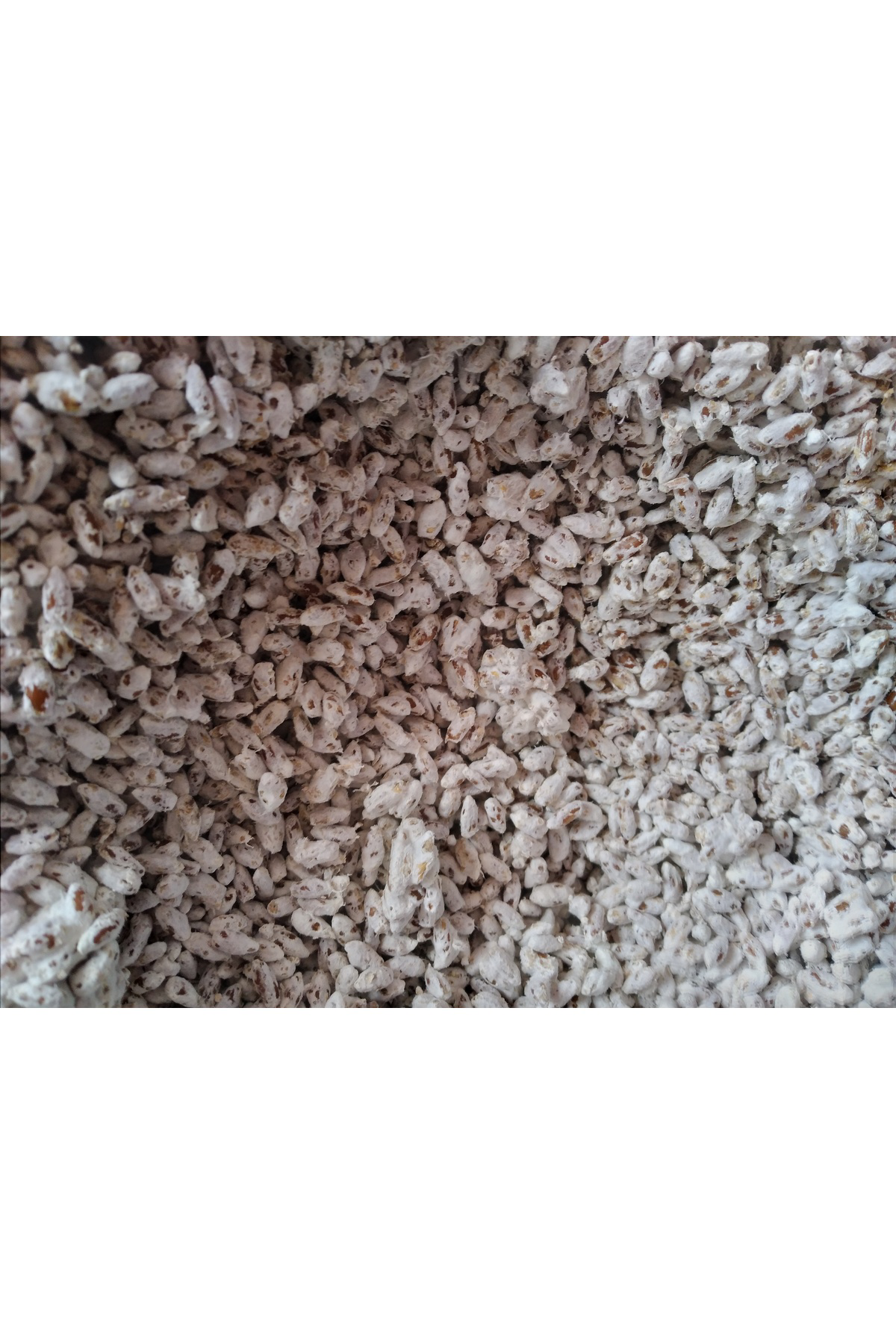 Tarımsal Ve Hayvansal Ürünler 51 Kğ Beyaz Şapkalı Kültür Mantarı Tohumu
