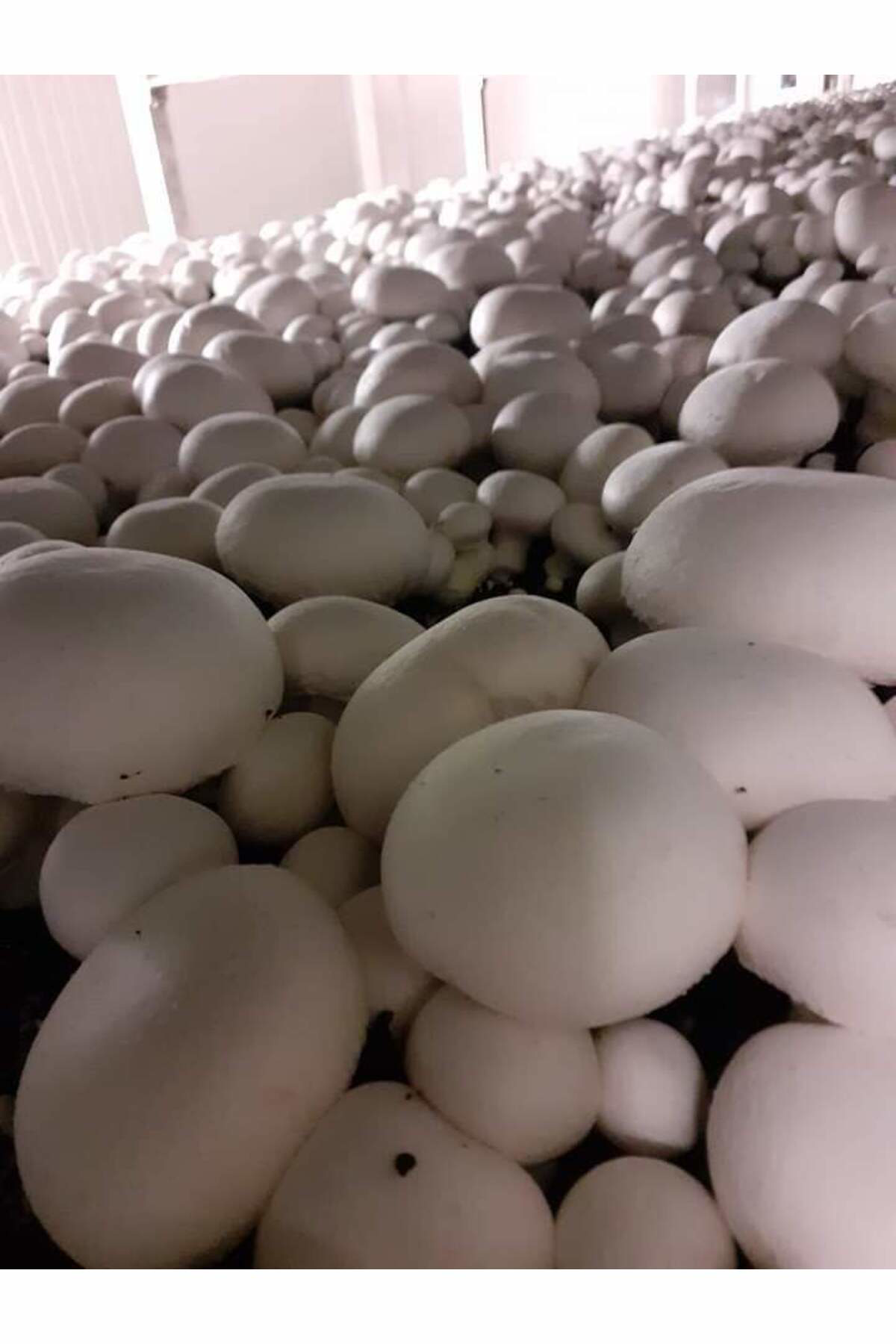 Tarımsal Ve Hayvansal Ürünler 51 Kğ Beyaz Şapkalı Kültür Mantarı Tohumu