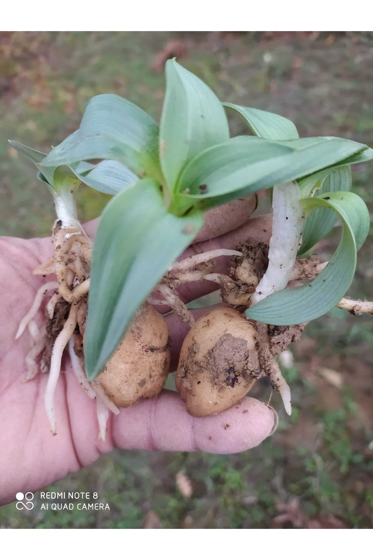 Doruk Fidancılık 55 Adet Salep Fidesi Fidanı