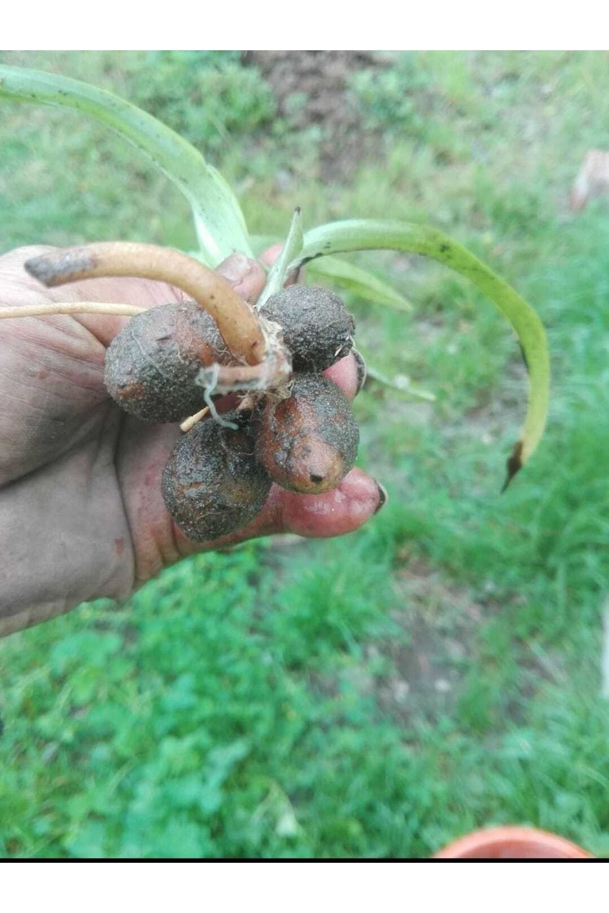 Doruk Fidancılık 55 Adet Salep Fidesi Fidanı